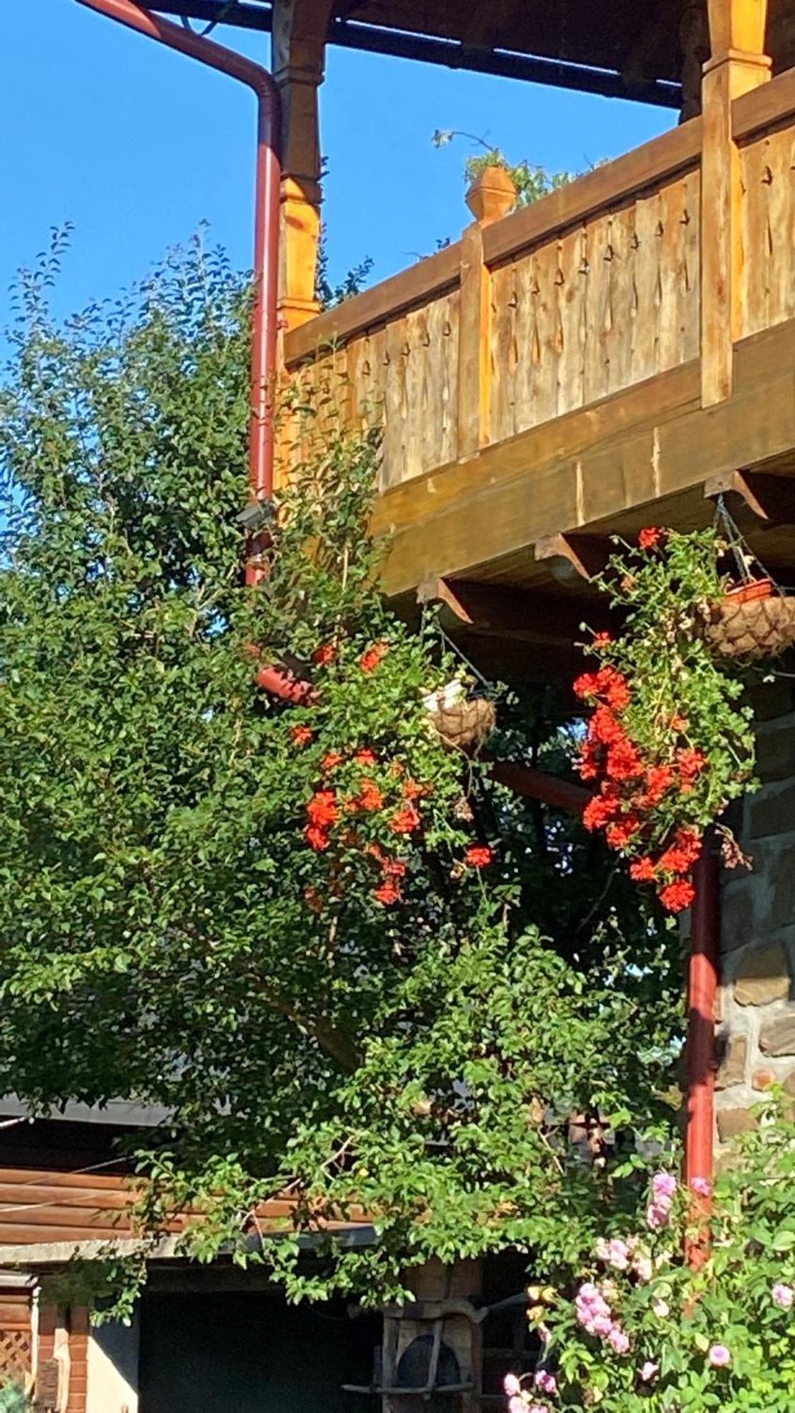 Pensiune Pastravarie La Pintea Haiducu Deseşti Extérieur photo